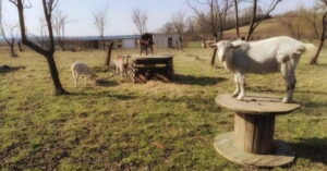 Mračna strana naših koza: otkrili smo što sve skrivaju ispod slame u kući. Nećete vjerovati…