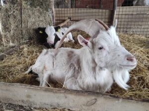 Svaki petak je na Farmici tulum, žurka, party, igranka… I jao, to je stvarno krš i lom!