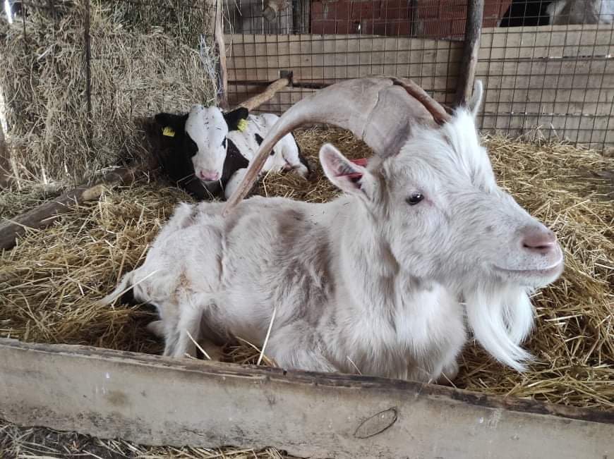 received_2959300807636510