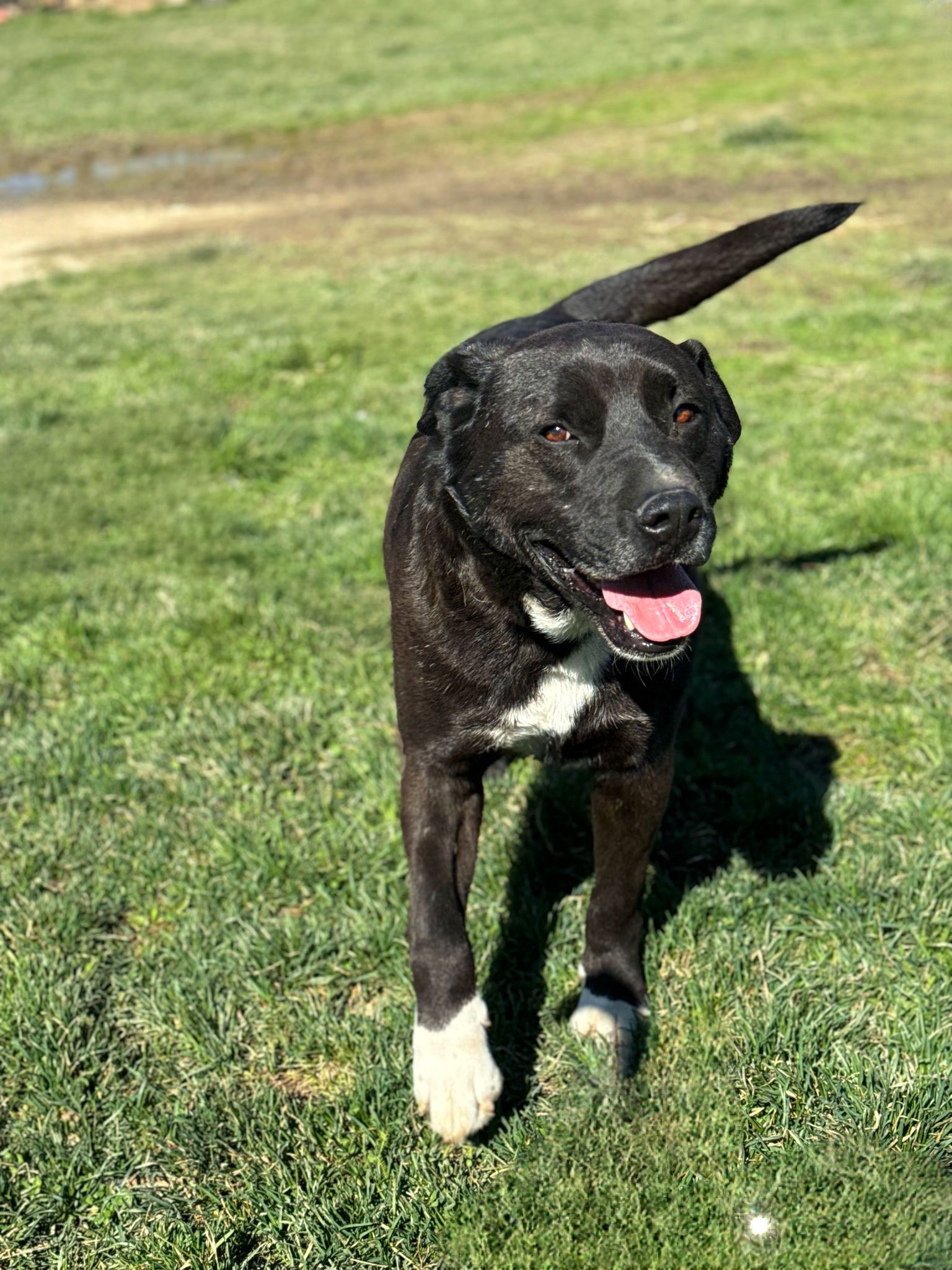 Read more about the article Otto