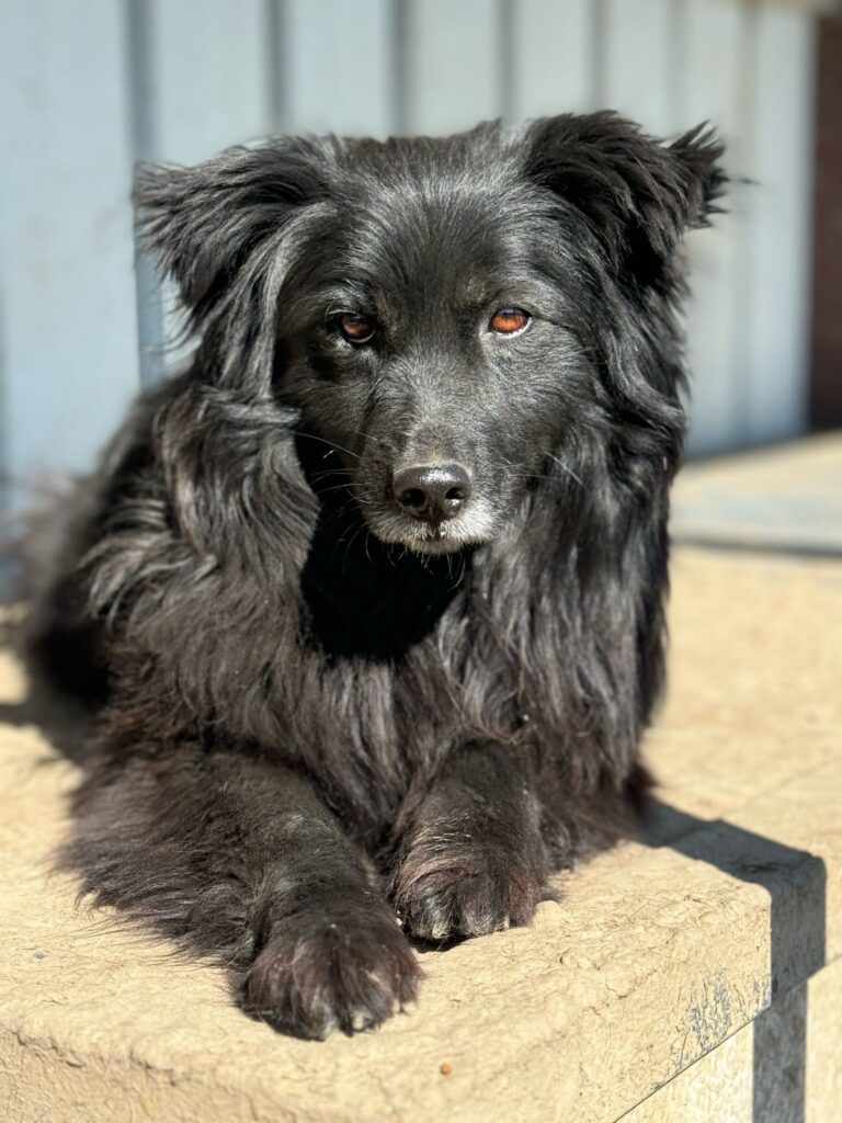 Read more about the article Black Dog Syndrome