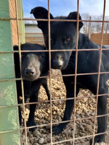 Behind the kennel door