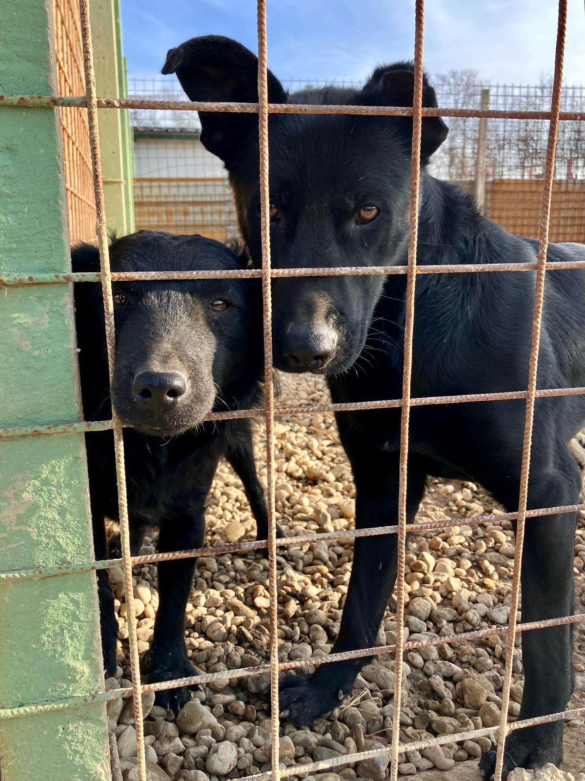 Read more about the article Behind the kennel door