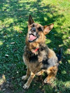 Adopt – Don’t Shop