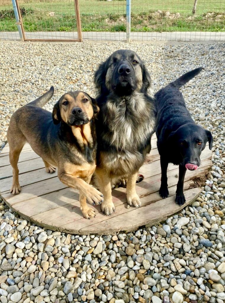 Finding the Right Dog When Adopting