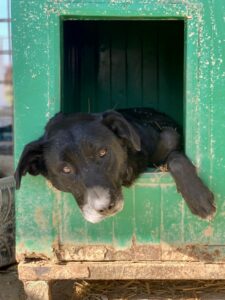 Adoption Isn’t Impulse Shopping