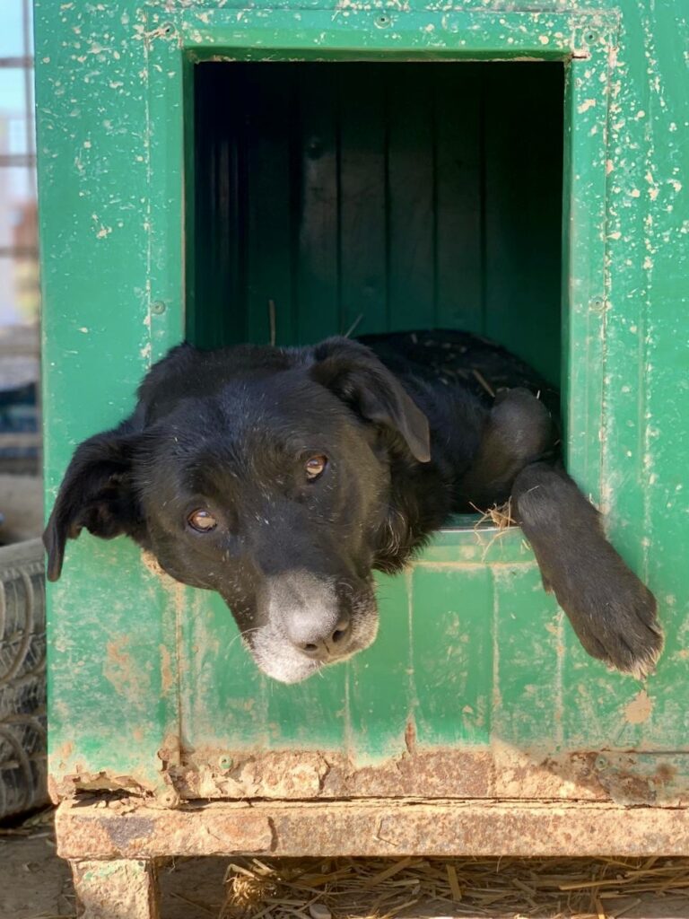 Adoption Isn’t Impulse Shopping