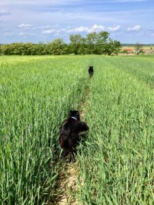 Sun, Sea, and Safety: Keeping Your Dog Healthy This Croatian Summer