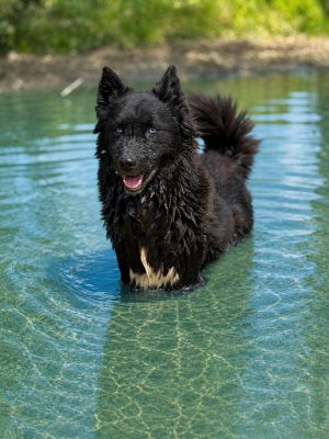 Arya_udruga_farmica_dog_shelter_adoptable_dog