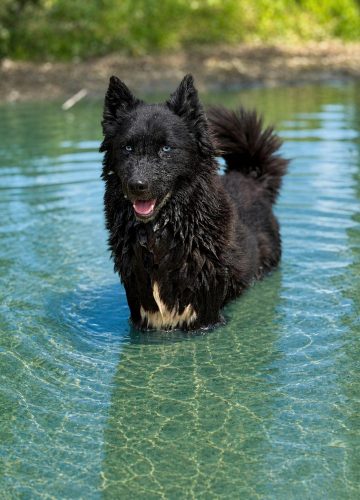 Arya_udruga_farmica_dog_shelter_adoptable_dog