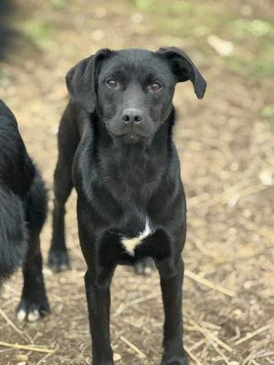 Aura_udruga_farmica_adoptable_dog