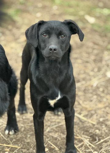 Aura_udruga_farmica_adoptable_dog