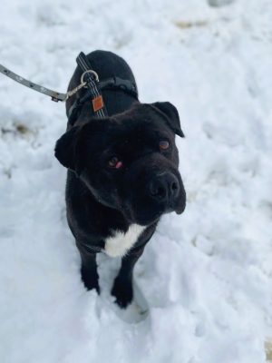 Bagira_udruga_farmica_adoptable_dog