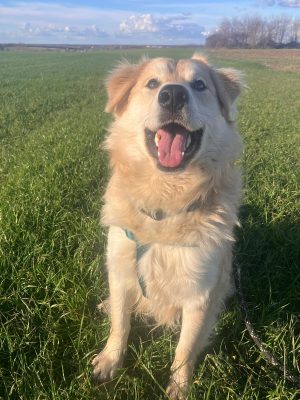 Barney_udruga_farmica_adoptable_dog