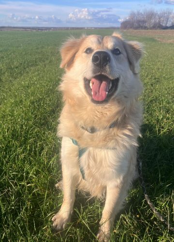 Barney_udruga_farmica_adoptable_dog