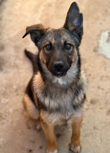 Bella_udruga_farmica_dog_shelter_adoptable_dog_1