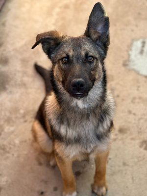 Bella_udruga_farmica_dog_shelter_adoptable_dog_1