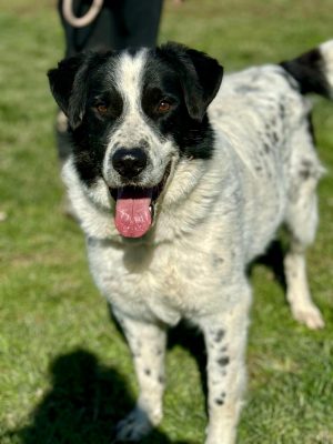 Ben_udruga_farmica_dog_shelter_adoptable_dog_1