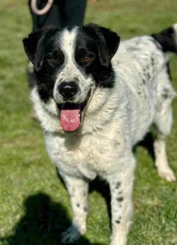 Ben_udruga_farmica_dog_shelter_adoptable_dog_1