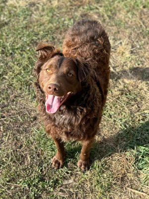 Biggy_udruga_farmica_dog_shelter_adoptable_dog