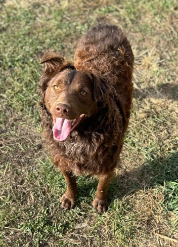 Biggy_udruga_farmica_dog_shelter_adoptable_dog