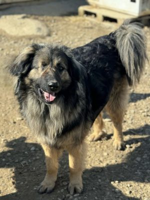 Billy_udruga_farmica_dog_shelter_adoptable_dog