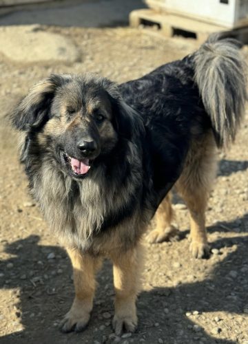 Billy_udruga_farmica_dog_shelter_adoptable_dog