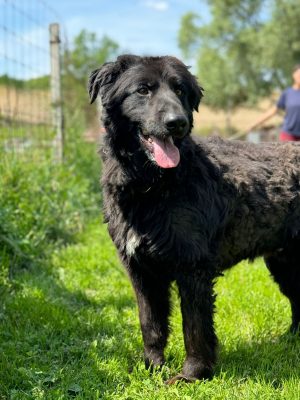 Bosko_udruga_farmica_dog_shelter_adoptable_dog_1