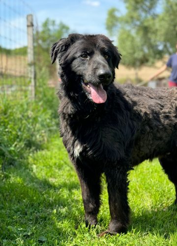 Bosko_udruga_farmica_dog_shelter_adoptable_dog_1