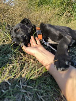 Branimir_udruga_farmica_dog_shelter_adoptable_dog_1