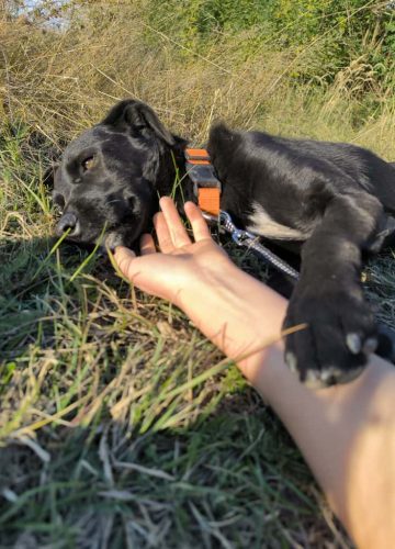 Branimir_udruga_farmica_dog_shelter_adoptable_dog_1