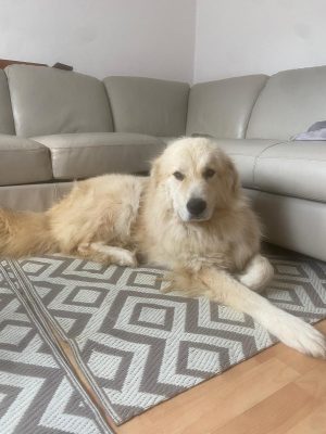 Bucka_udruga_farmica_adoptable_dog_1