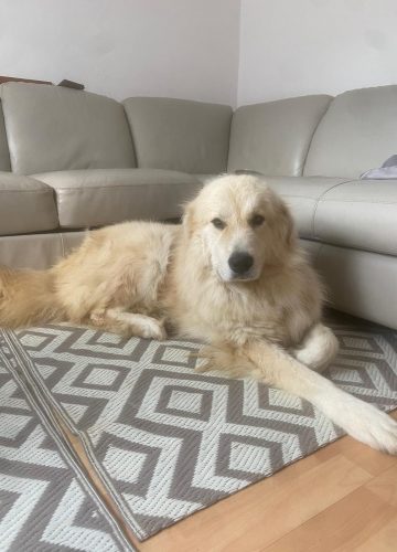 Bucka_udruga_farmica_adoptable_dog_1