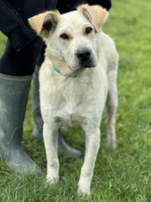 Capona_udruga_farmica_dog_shelter_adoptable_dog_1