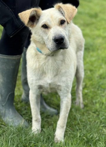 Capona_udruga_farmica_dog_shelter_adoptable_dog_1
