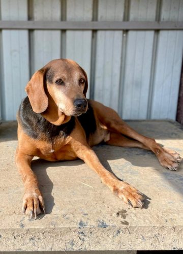 Chippy_udruga_farmica_dog_shelter_adoptable_dog_1