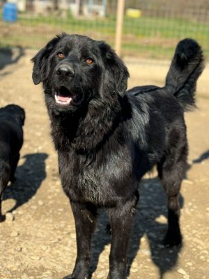 Cinnamon_udruga_farmica_dog_shelter_adoptable_dog_1