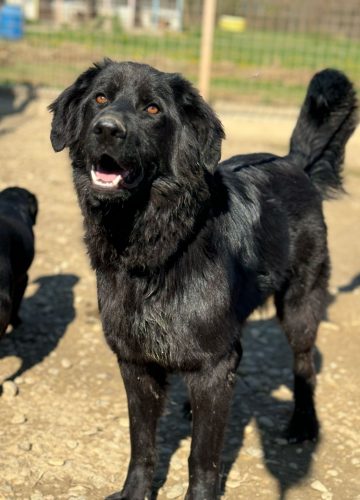 Cinnamon_udruga_farmica_dog_shelter_adoptable_dog_1