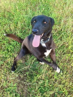 Div_udruga_farmica_adoptable_dog_1