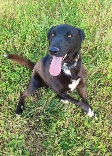 Div_udruga_farmica_adoptable_dog_1