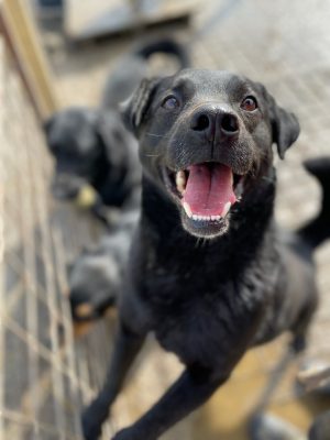 Don_udruga_farmica_dog_shelter_adoptable_dog