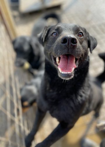 Don_udruga_farmica_dog_shelter_adoptable_dog