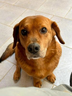 Đuro_udruga_farmica_adoptable_dog