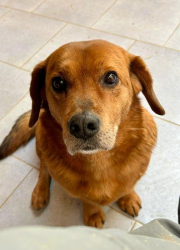 Đuro_udruga_farmica_adoptable_dog