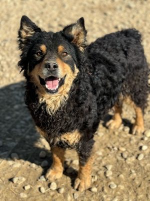 Farmer_udruga_farmica_dog_shelter_adoptable_dog_1