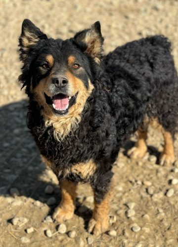 Farmer_udruga_farmica_dog_shelter_adoptable_dog_1