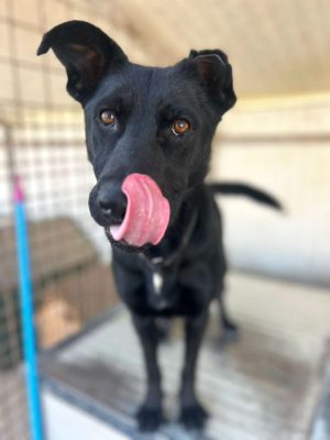 Felix_udruga_farmica_dog_shelter_adoptable_dog_1