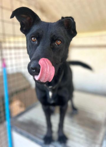 Felix_udruga_farmica_dog_shelter_adoptable_dog_1