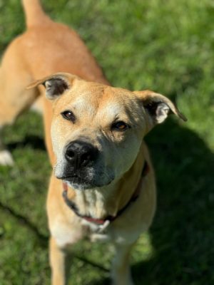 Fred_udruga_farmica_dog_shelter_adoptable_dog_1