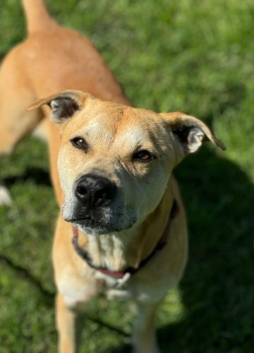 Fred_udruga_farmica_dog_shelter_adoptable_dog_1